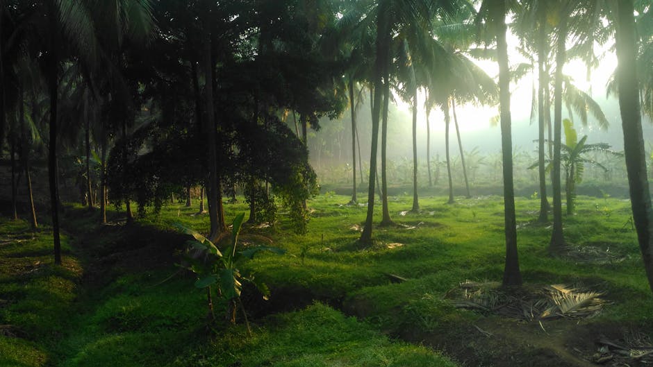 Foggy coconut plantation in Palakkad, Kerala at sunrise, capturing lush greenery and tranquil beauty.